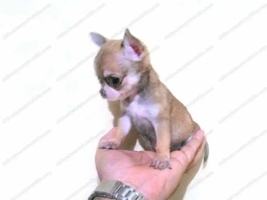 Cachorro Chihuahua de Bolsillo Cabeza de Manzana en la mano