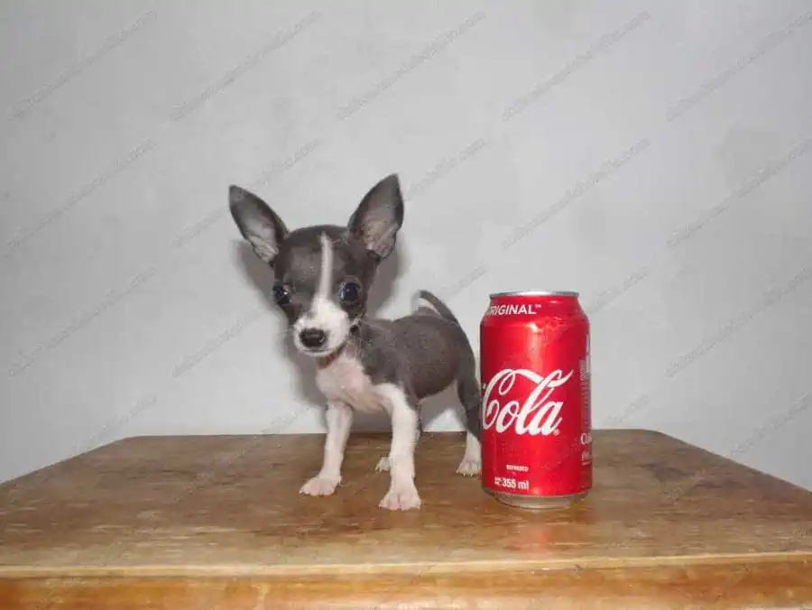 Cachorro Chihuahua de Bolsillo Cabeza de Venado con una lata de refresco