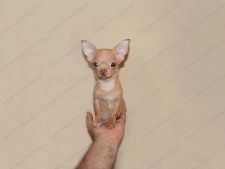 Chihuahua de Bolsillo Cabeza de Manzana Adulto en una mano