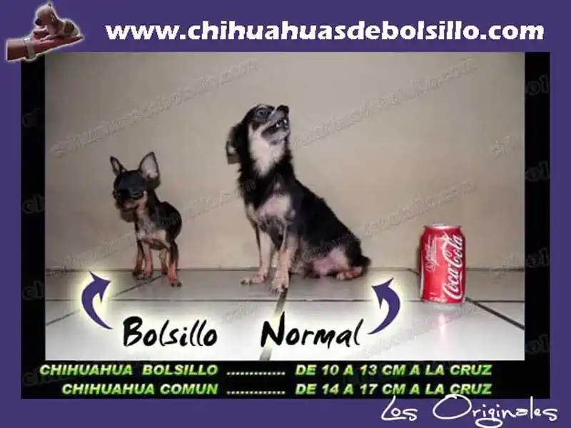 Chihuahua de Pelo Largo vs Chihuahua de Bolsillo