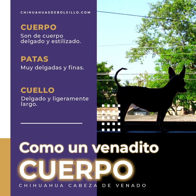 Cuerpo del Chihuahua Venadito