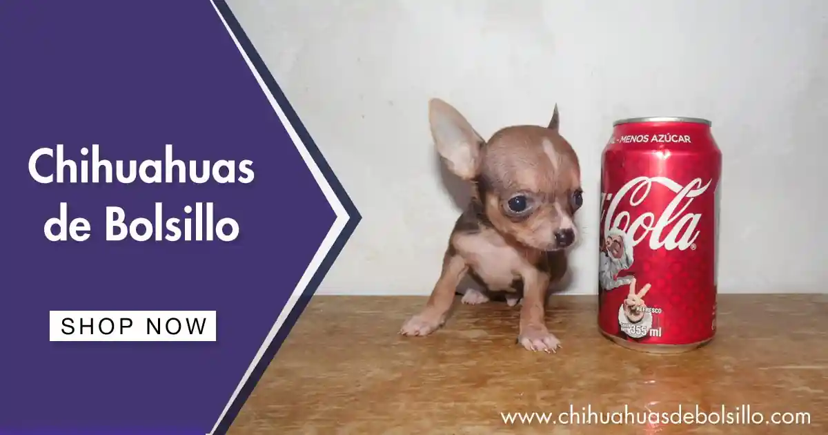Cachorro Chihuahua Miniatura