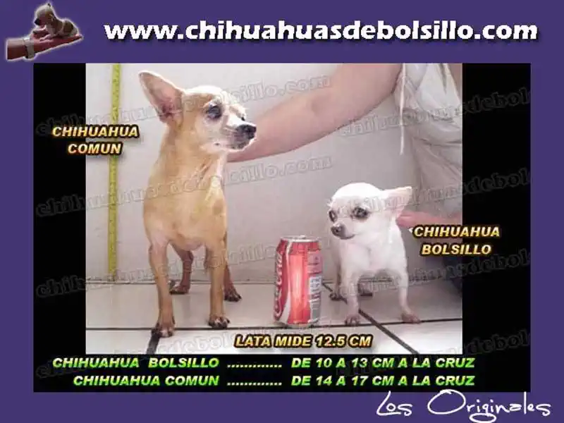 Chihuahua de Bolsillo vs Chihuahua Normal