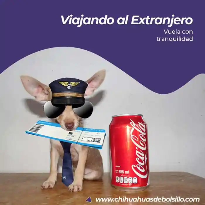 Chihuahua viajando al Extranjero