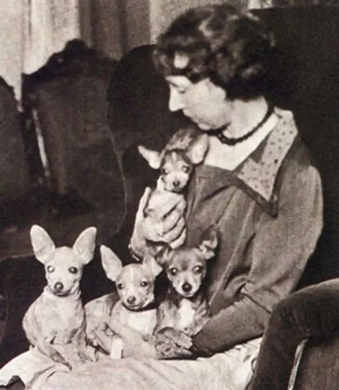 Mrs. Clara Dobbs con chihuahuas en 1928
