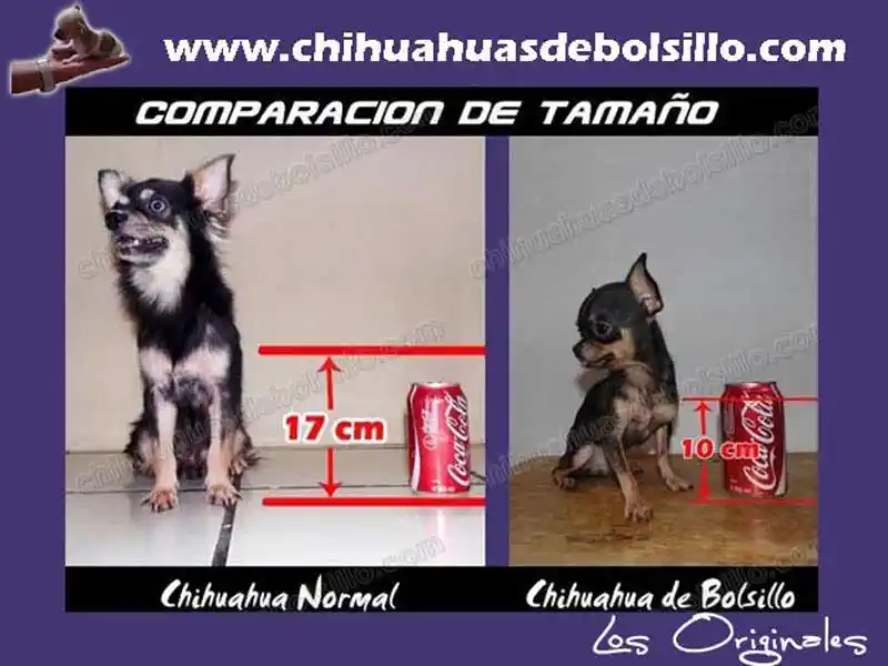 Chihuahua y sus Tamaños