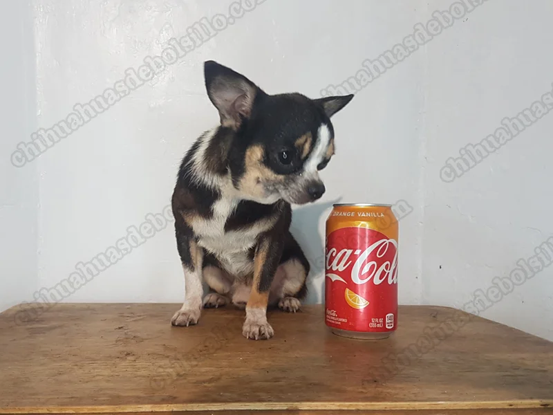 Perritos Chihuahua Adultos