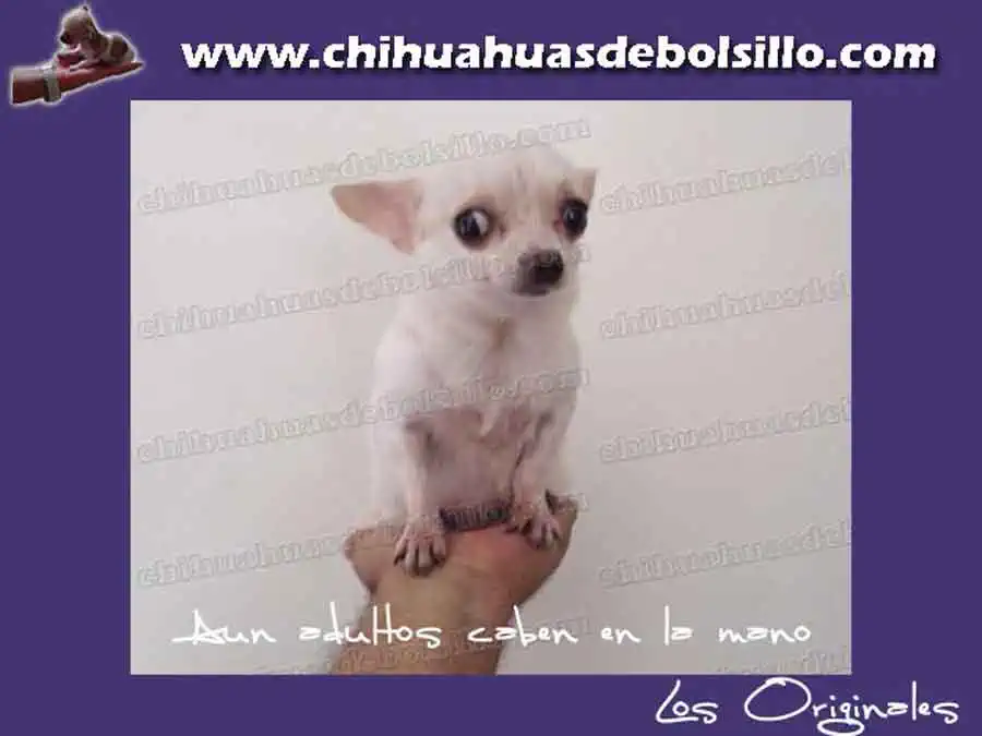 Autentico Chihuahua de Bolsillo Adulto