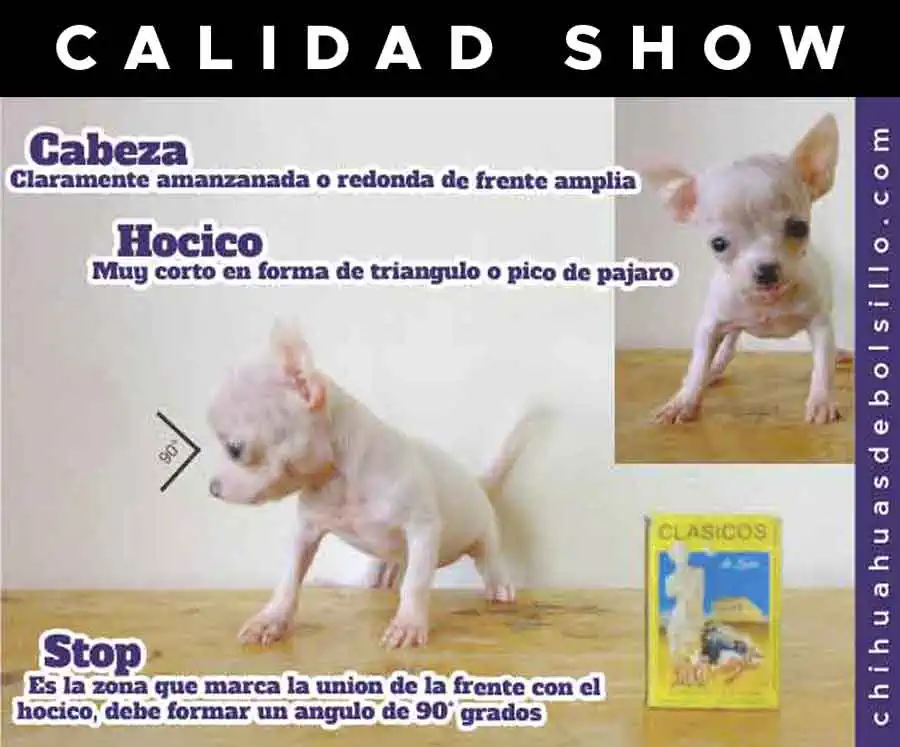 Autentico Chihuahua de Bolsillo Calidad Show