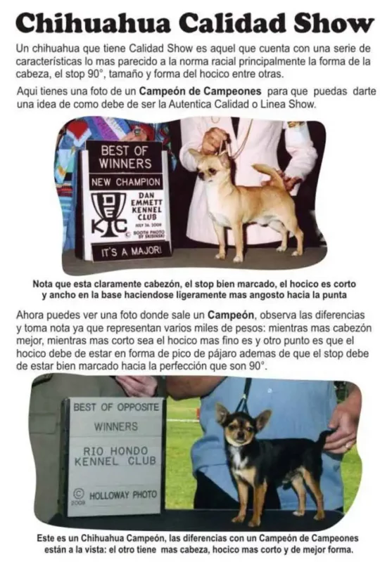 Chihuahuas de Exposicion Campeones