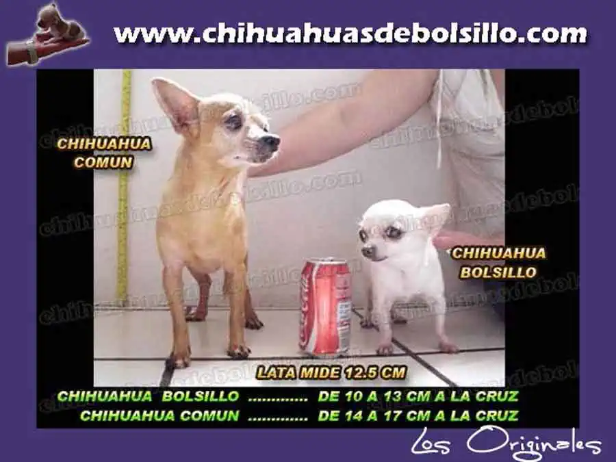 Chihuahua Comun vs Autentico Chihuahua de Bolsillo