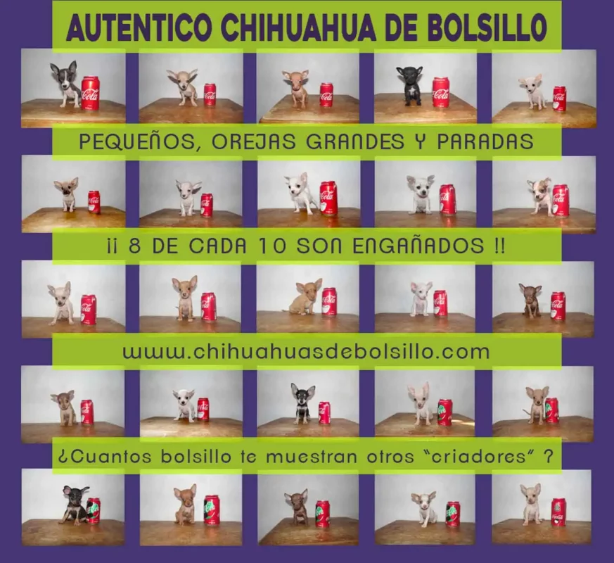 Autenticos Chihuahuas de Bolsillo - Las orejas