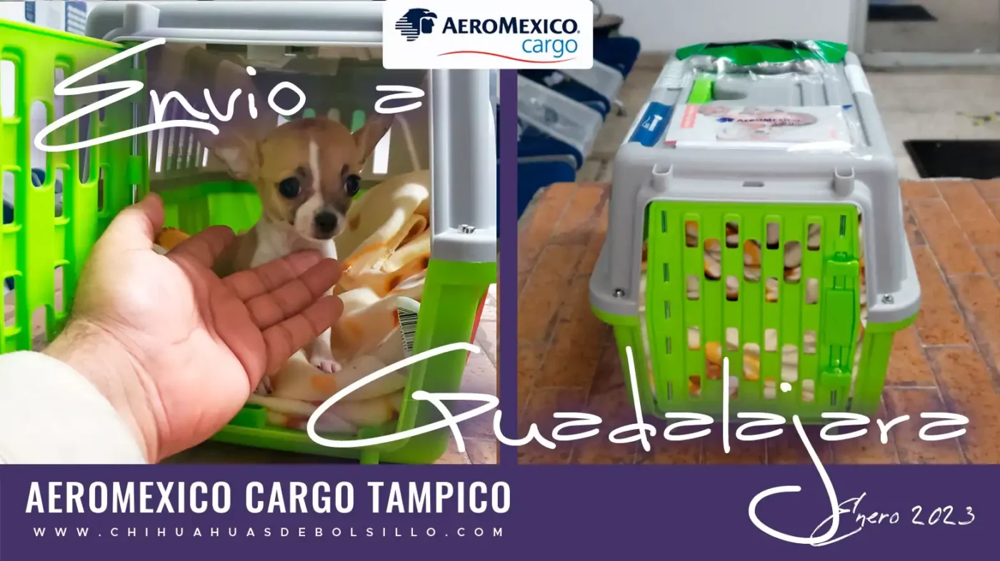 Envio de Chihuahua Vaquita Mini Toy a Guadalajara