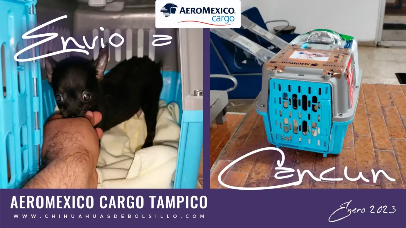 Envio de un Chihuahua Macho Mini Toy Negro a Cancun