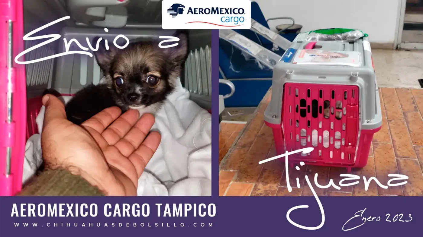 Envio de Chihuahua Mini Toy Sable Pelo largo a Tijuana