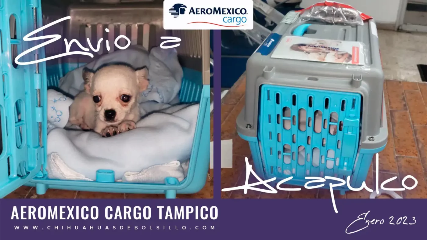 Envio de un Chihuahua mini Toy Blanco a Acapulco