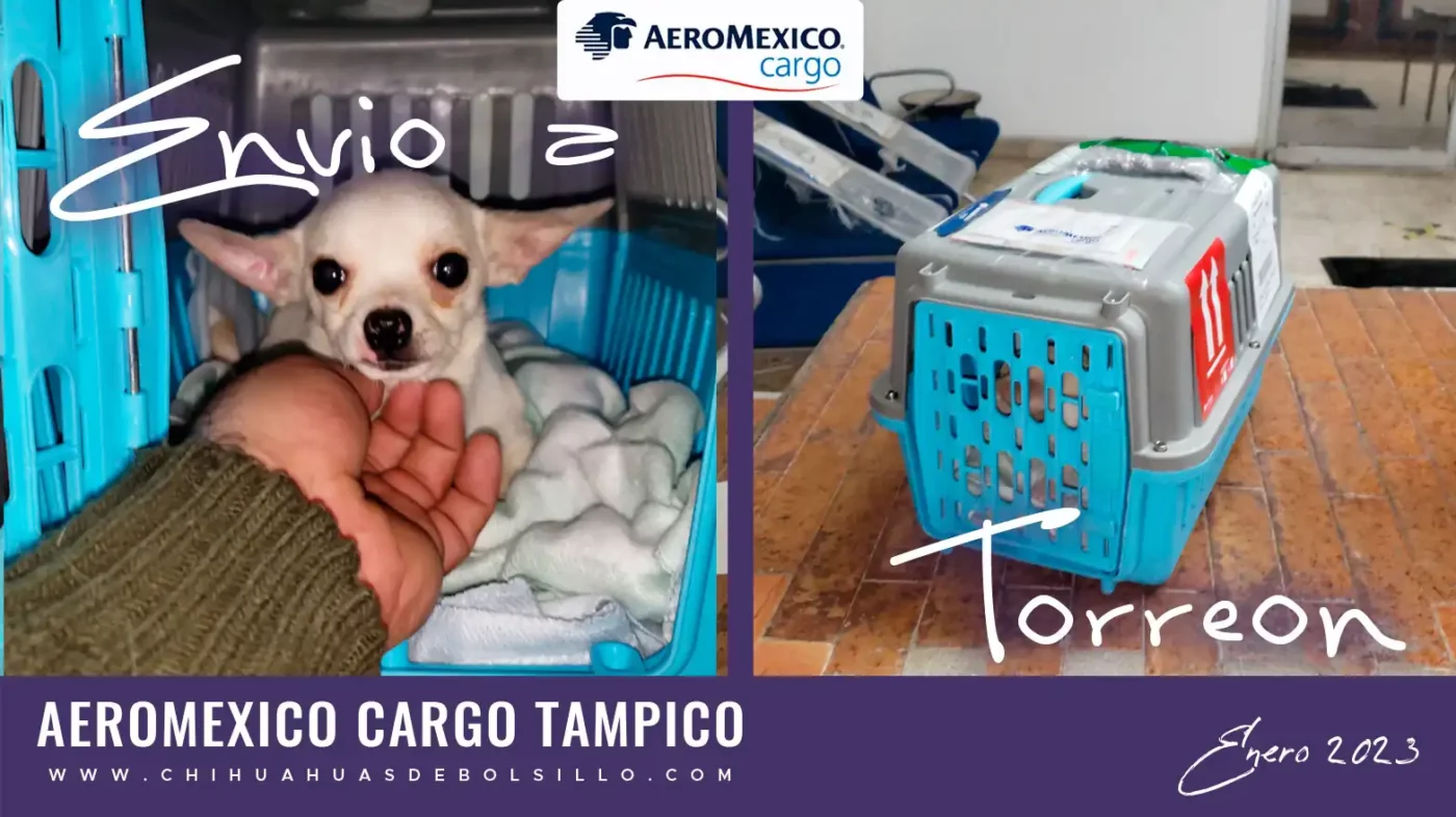 Envio de Chihuahua Mini Toy Blanco a Torreon