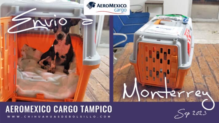 Chihuahua de Bolsillo Hembra Vaquita enviada a Monterrey