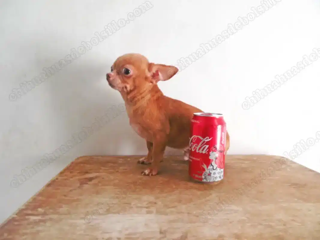 Chihuahua Mini Toy Adulto