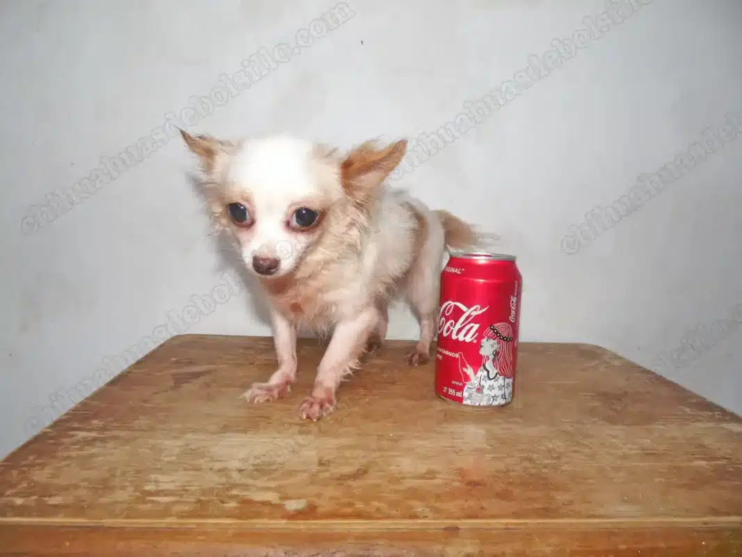 Chihuahua MIni Toy Blanca de Pelo Largo