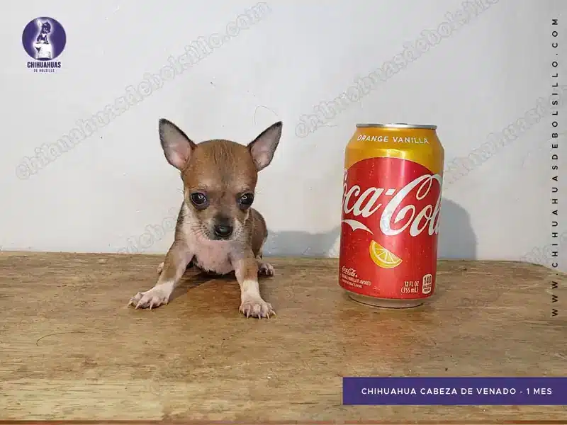 Chihuahua Cabeza de Venado 1 mes de edad
