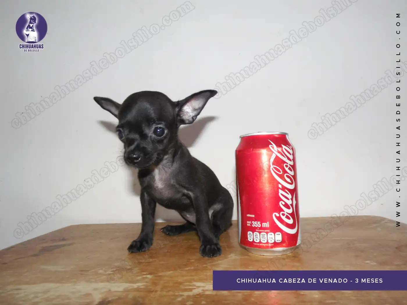 Chihuahua Cabeza de Venado 3 Meses