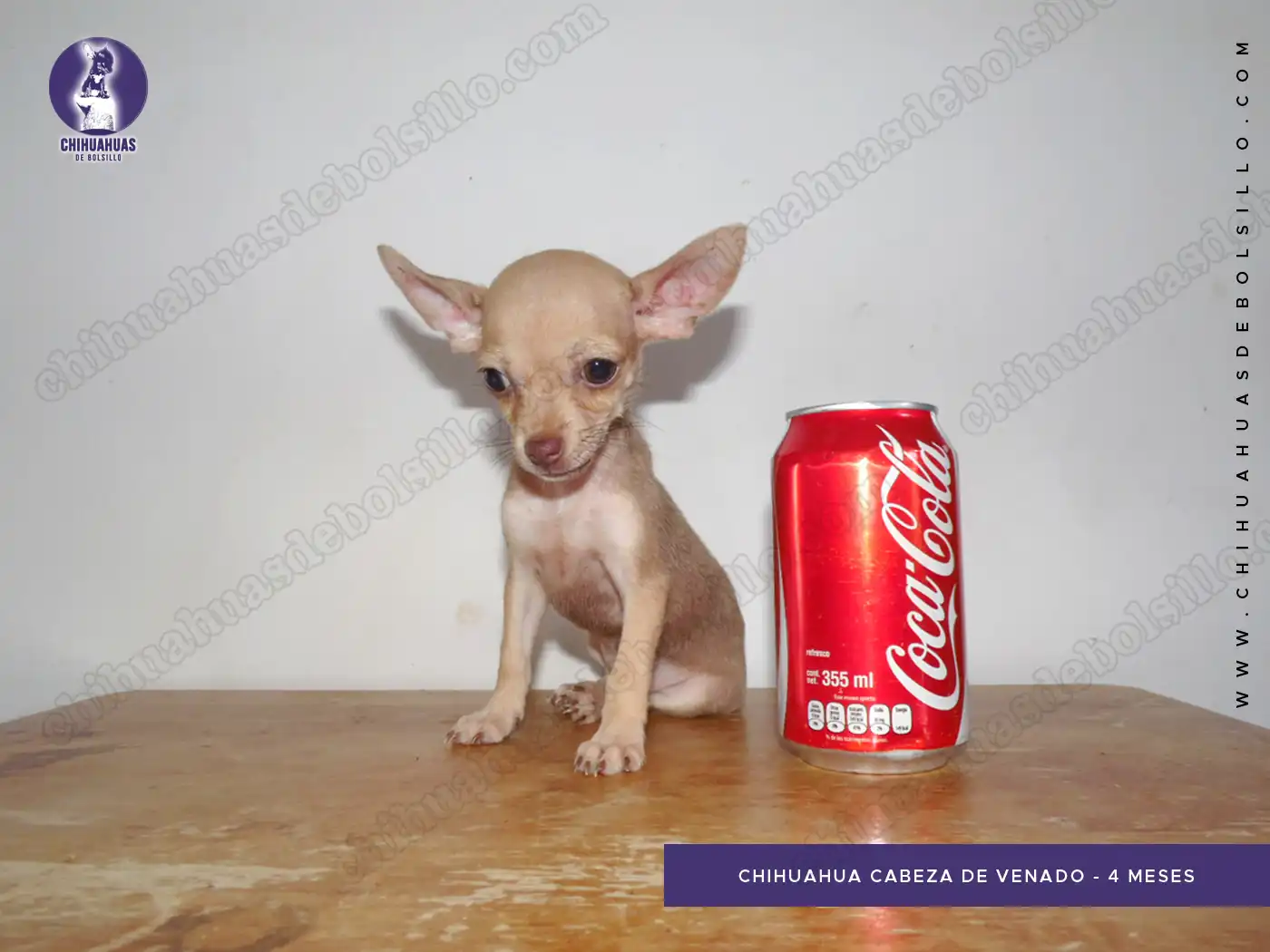 Chihuahua Cabeza de Venado 4 Meses