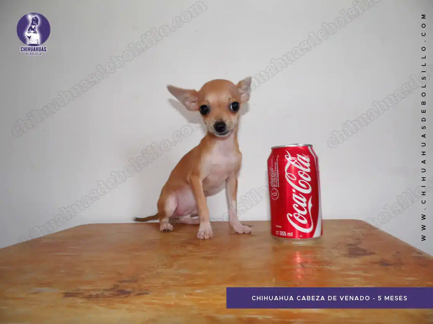 Chihuahua Cabeza de Venado 5 Meses