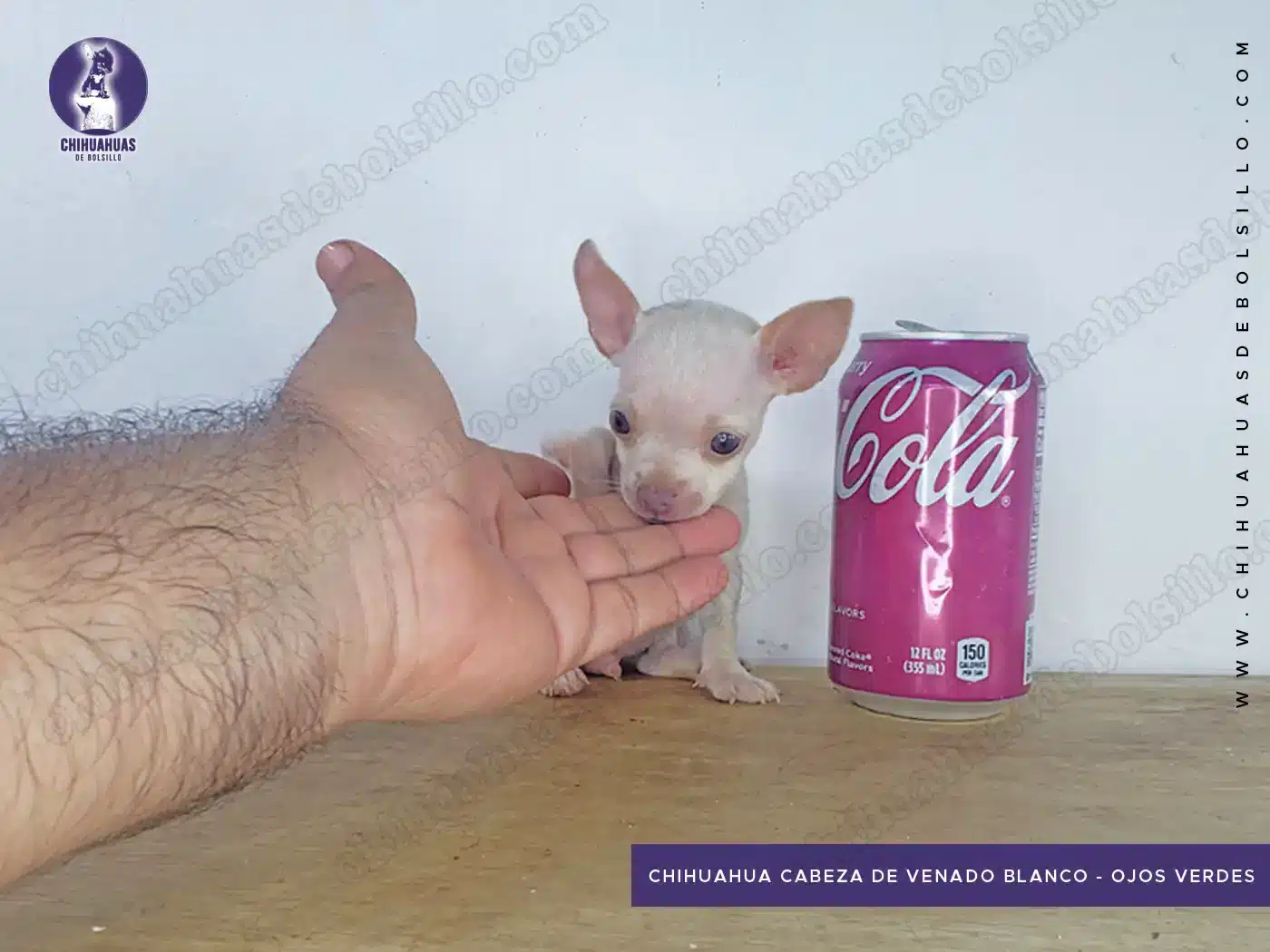 Chihuahua Cabeza de Venado Blanco