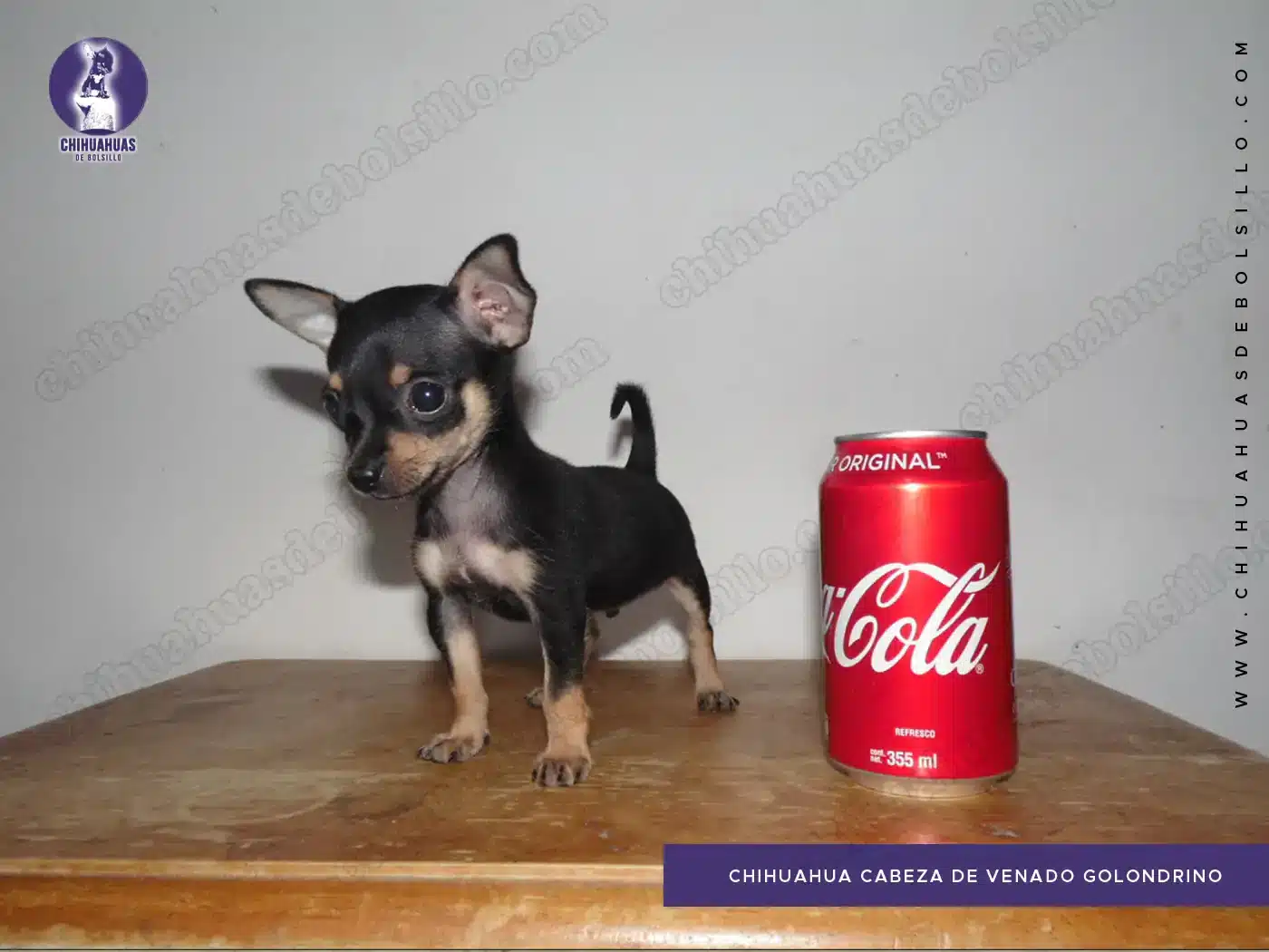 Chihuahua Cabeza de Venado Golondrino
